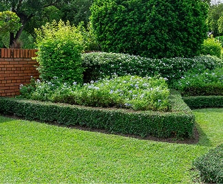 きれいに揃った庭の木の様子