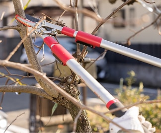 葉のない木の枝をハサミで剪定する様子