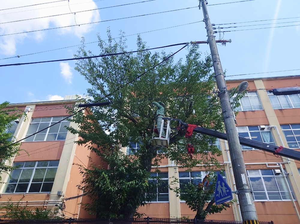 クレーンでの高所の剪定