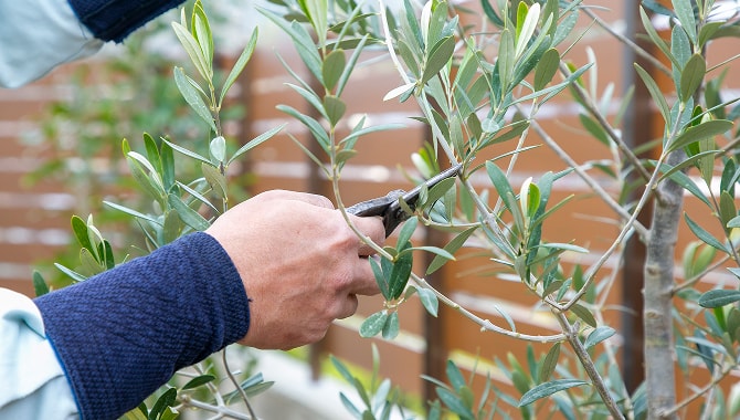 剪定作業中の手もとの様子