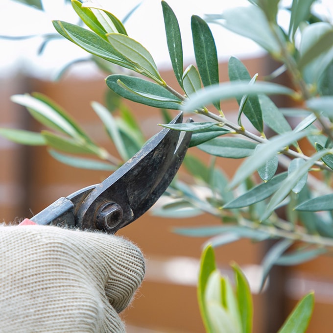 剪定作業中の手もとの様子