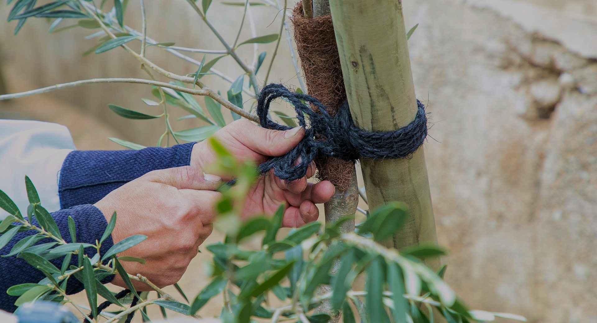 木に紐を縛り付ける様子